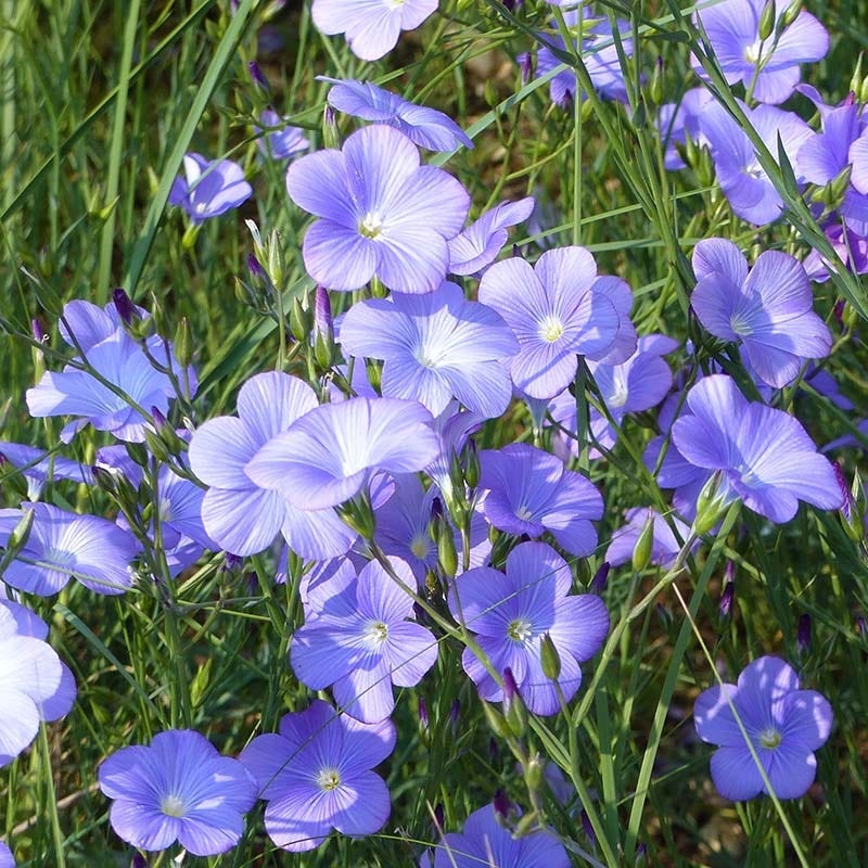 Spanish Blue Flax (Linum) - Image 3