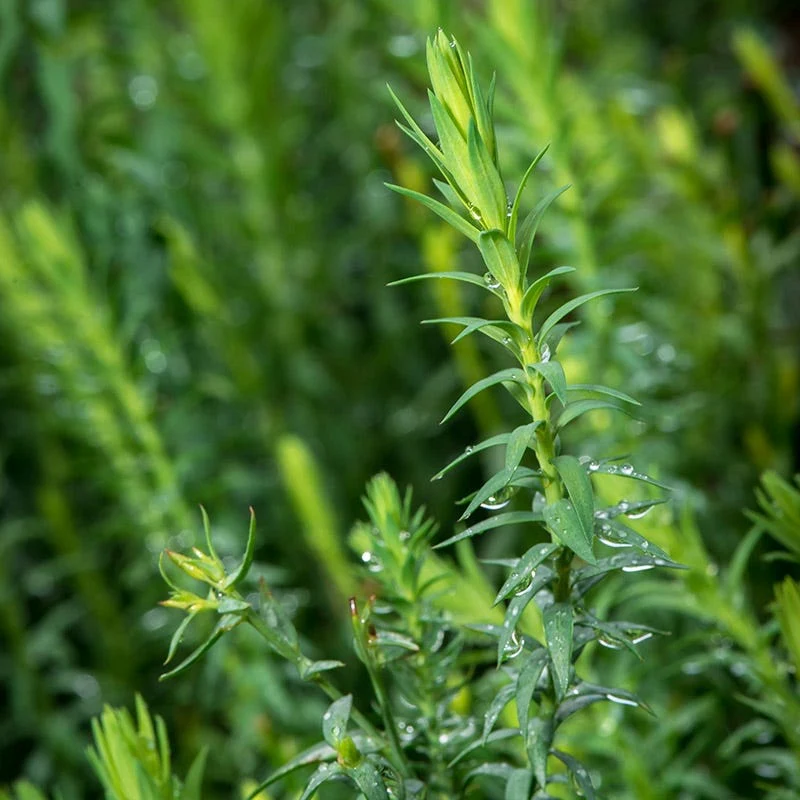 Spanish Blue Flax (Linum) - Image 4