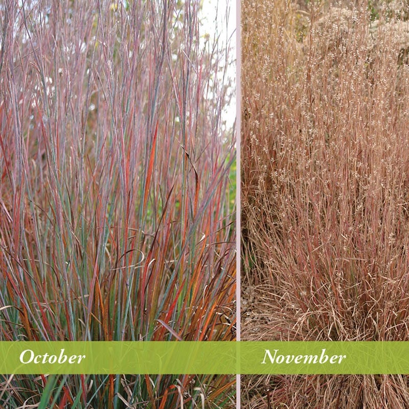 Standing Ovation Little Bluestem Grass - Image 5