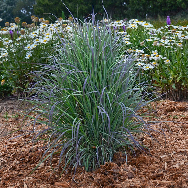 Twilight Zone Little Bluestem Grass - Image 3