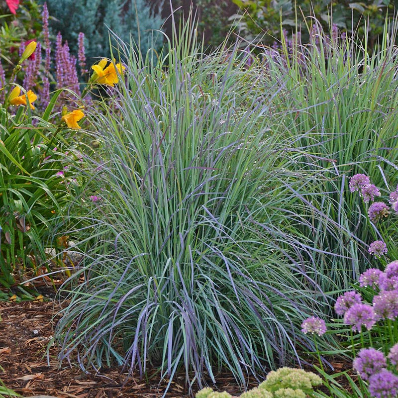 Twilight Zone Little Bluestem Grass - Image 4