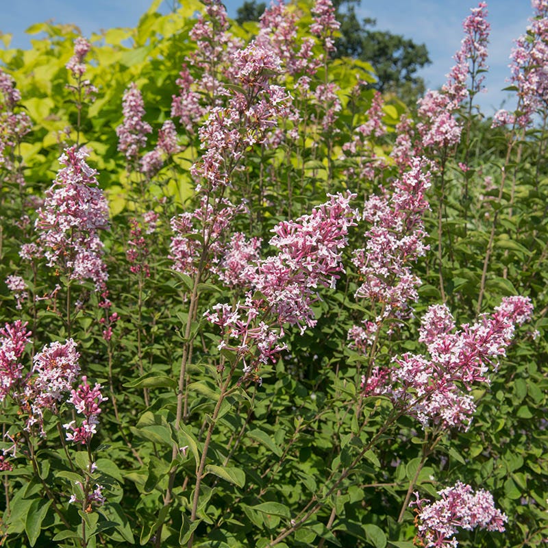 PINK ON REPEAT™ Littleleaf Lilac - Image 2