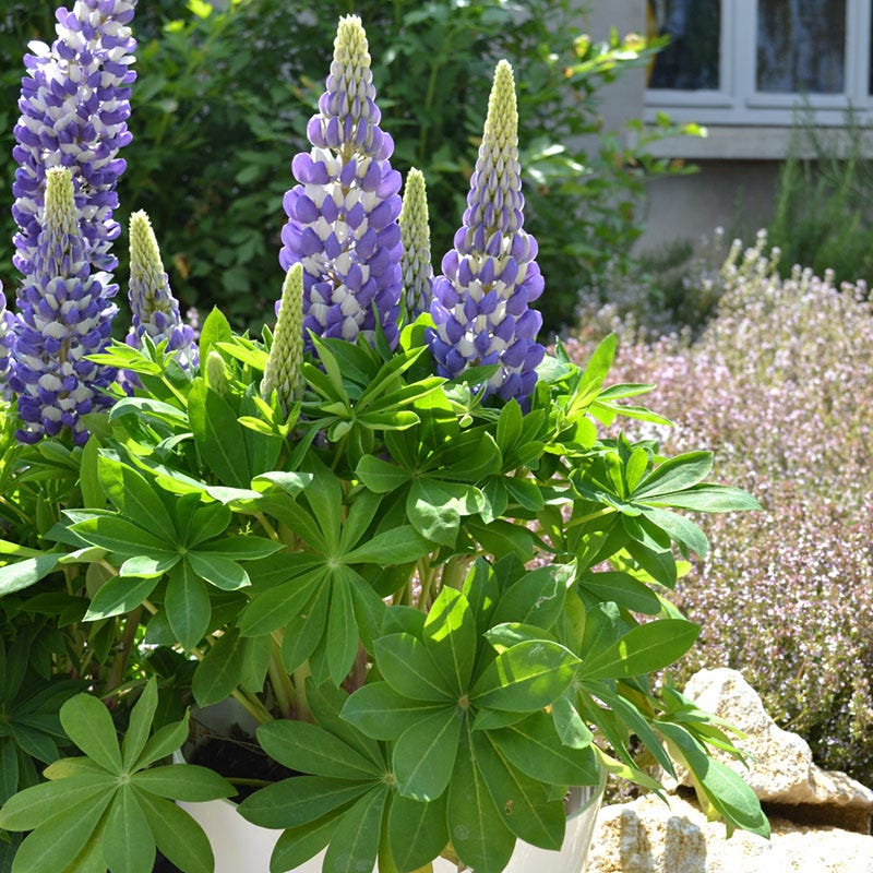 Mini Gallery™ Blue Bicolor Lupine - Image 2