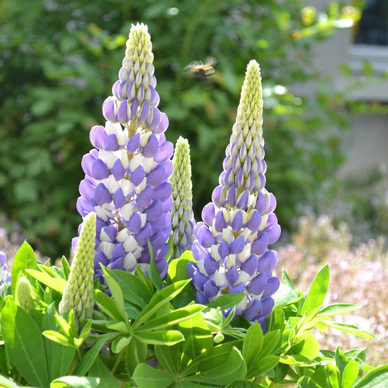 Mini Gallery™ Blue Bicolor Lupine - Image 3