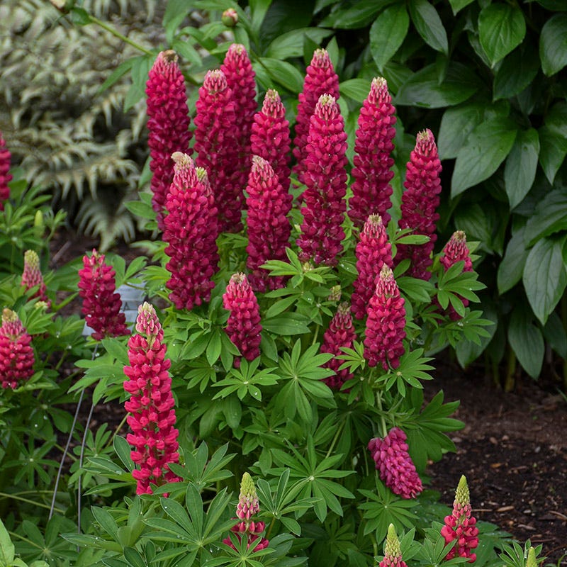 Mini Gallery™ Red Lupine - Image 4