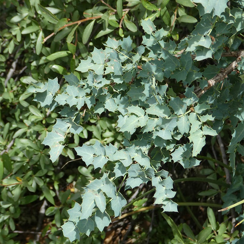 Fremont's Mahonia - Image 3