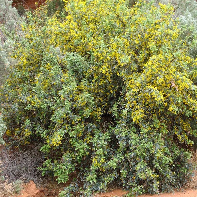 Fremont's Mahonia - Image 4
