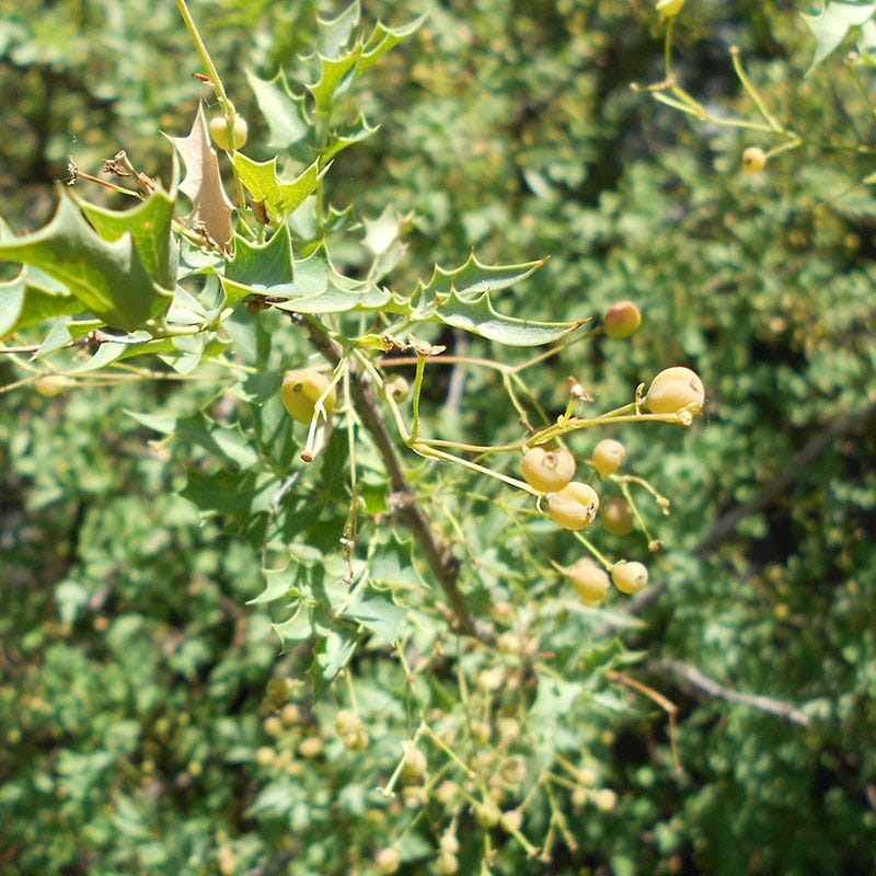 Red Barberry (Mahonia) - Image 3