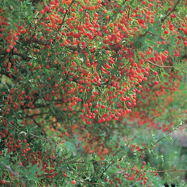 Red Barberry (Mahonia) - Image 4