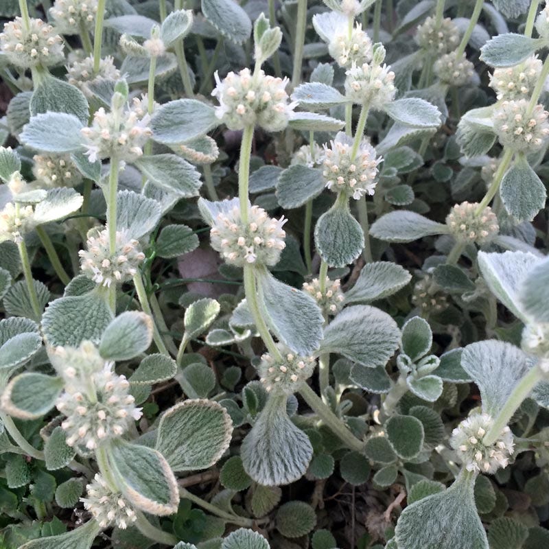 Silver Edged Horehound (Marrubium) - Image 4