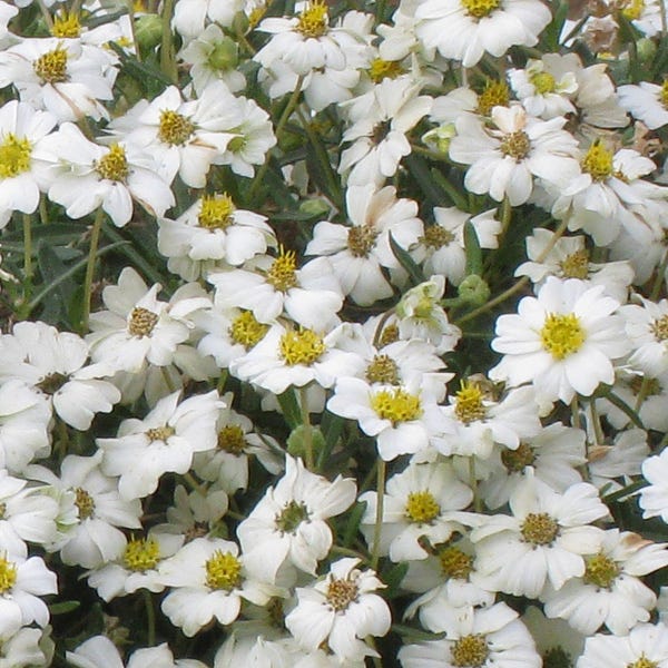 Blackfoot Daisy (Melampodium) - Image 4