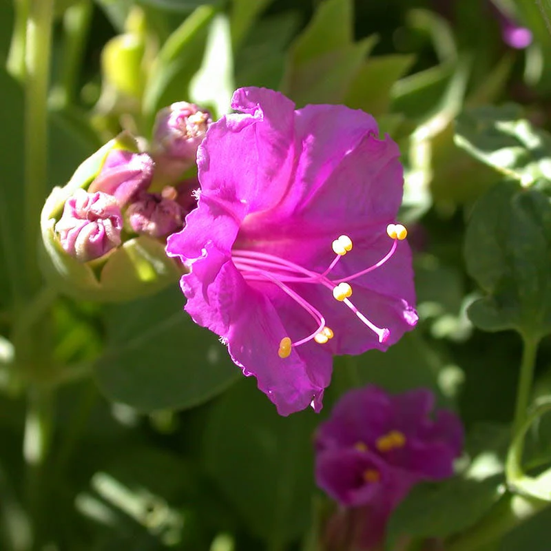 Wild Four O'Clock (Mirabilis) - Image 2