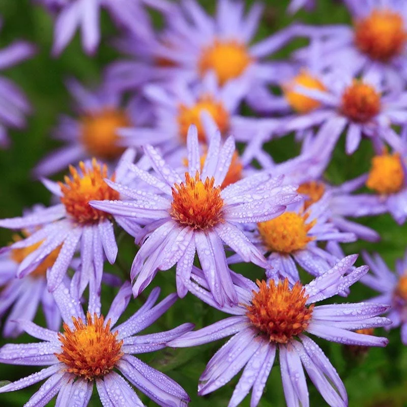 Monarch Magic Collection - Image 3