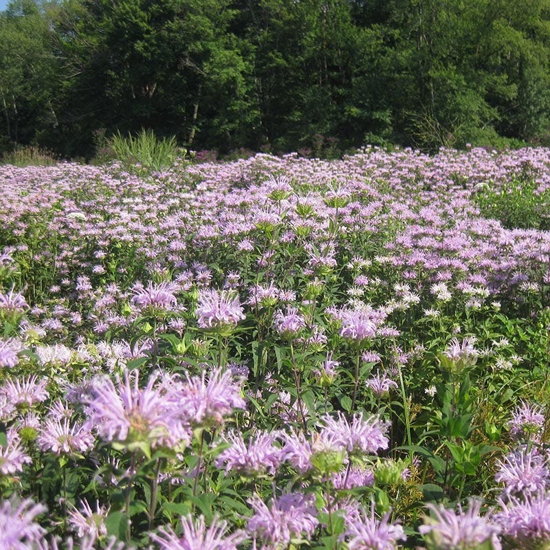 Wild Bergamot (Wichita Mountains Form) - Image 2