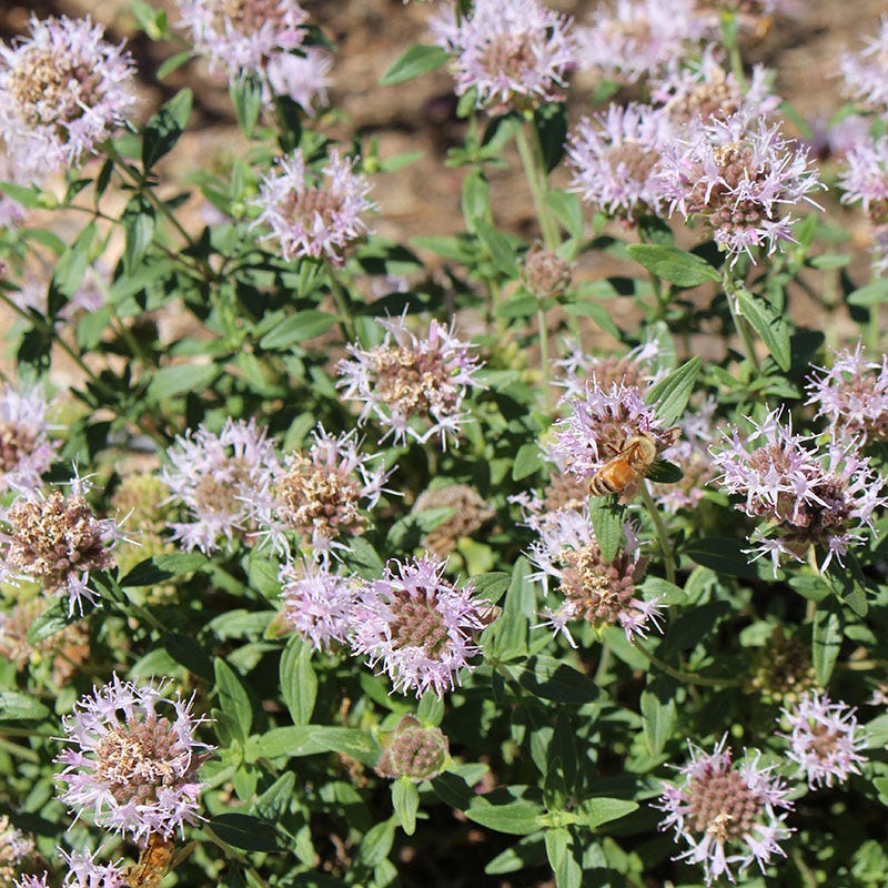 Washington Perennial Collection - Image 5