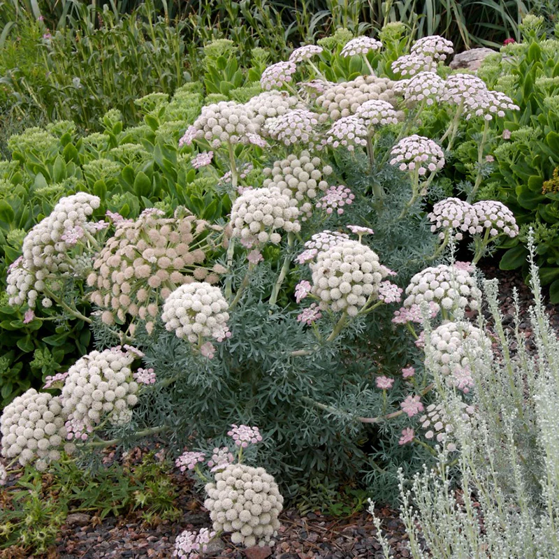 Moon Carrot