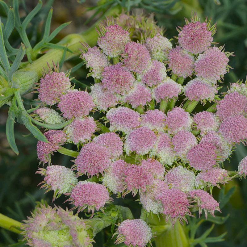 Moon Carrot - Image 4