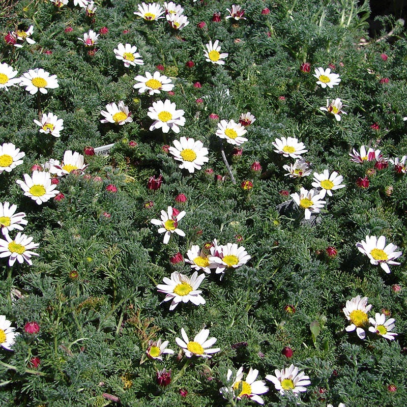 Spring Carpet Mount Atlas Daisy (Anacyclus) - Image 2