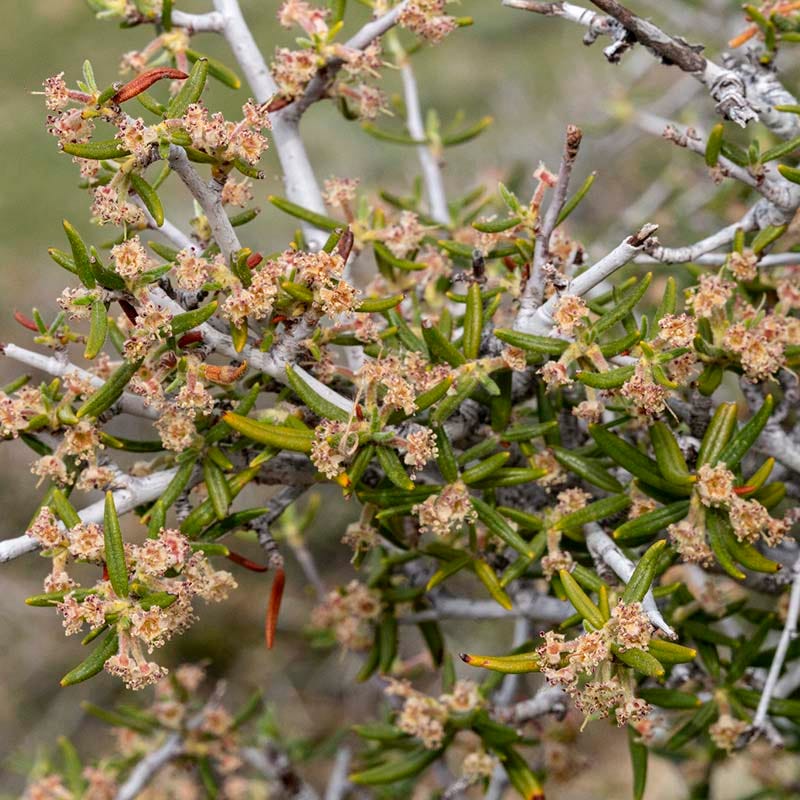 Curl Leaf Mountain Mahogany (Cercocarpus) - Image 2