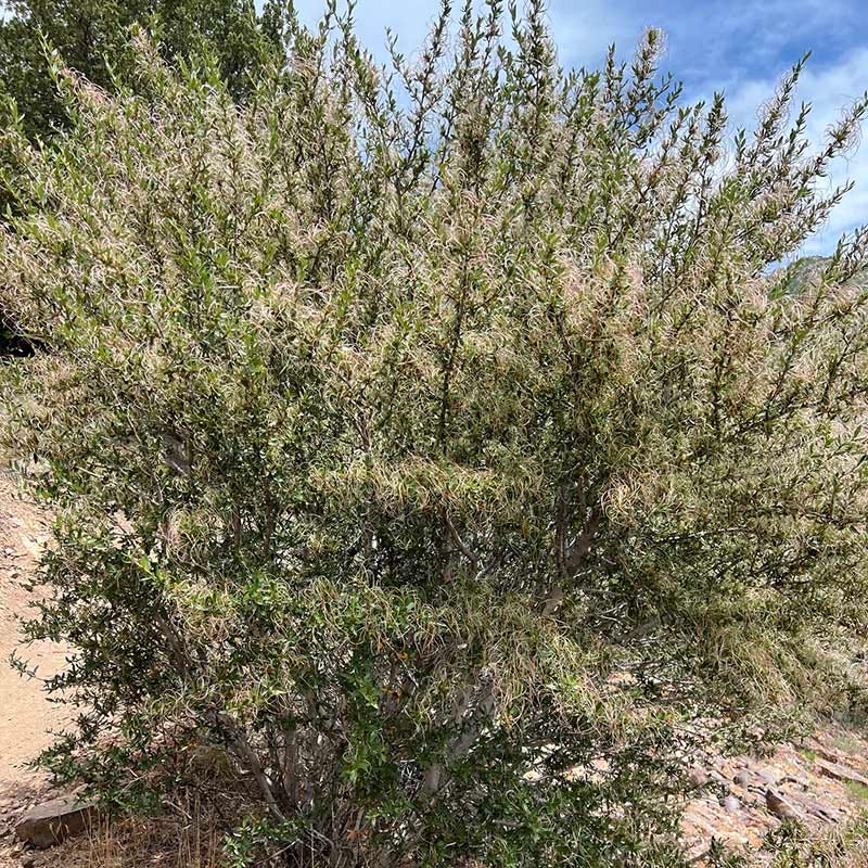 Curl Leaf Mountain Mahogany (Cercocarpus) - Image 4