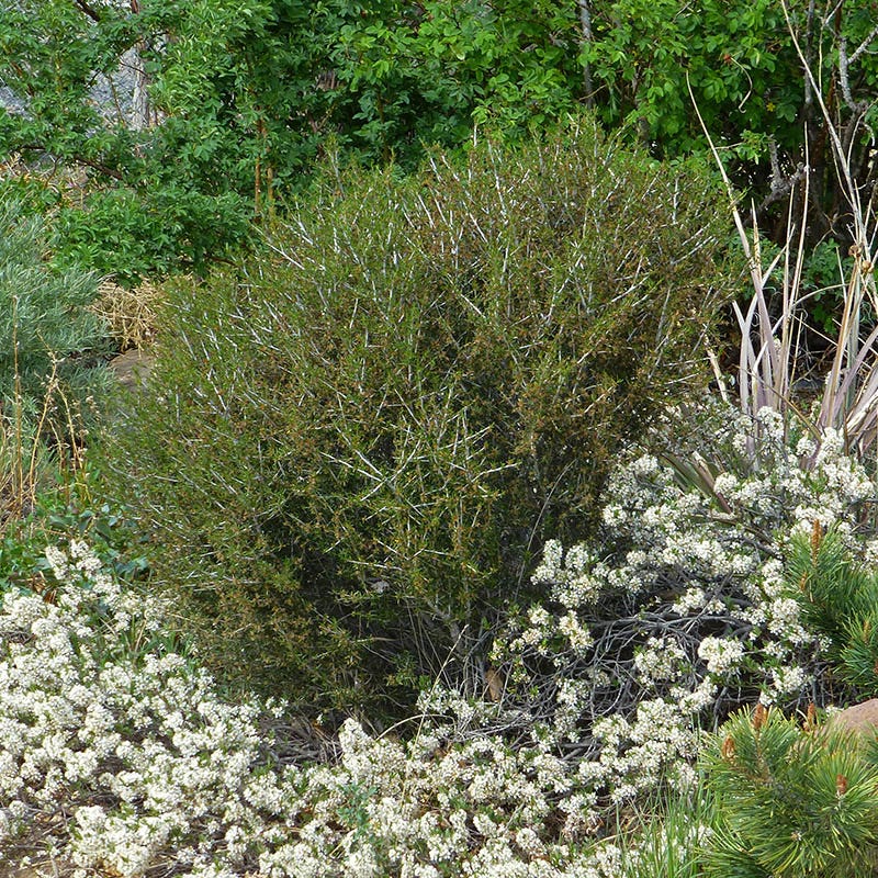 Littleleaf Mountain Mahogany (Cercocarpus) - Image 2