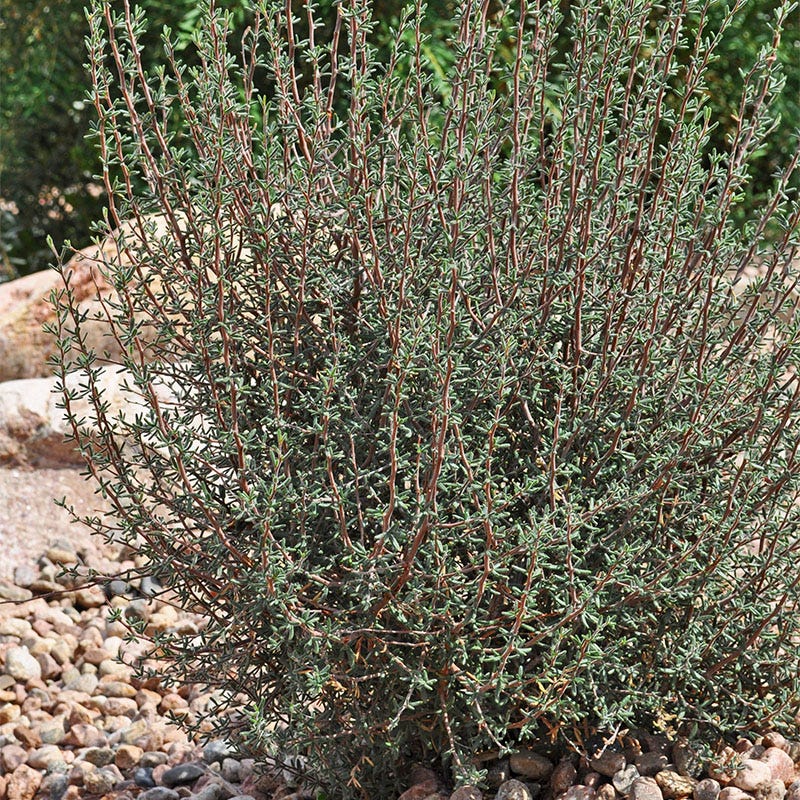 Littleleaf Mountain Mahogany (Cercocarpus) - Image 3