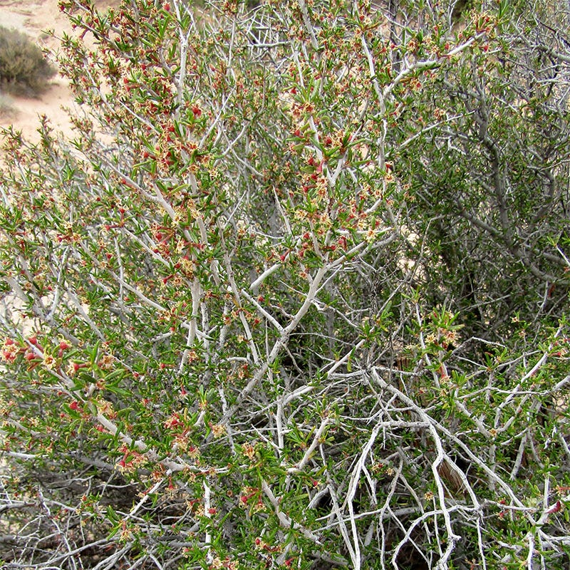 Littleleaf Mountain Mahogany (Cercocarpus) - Image 4