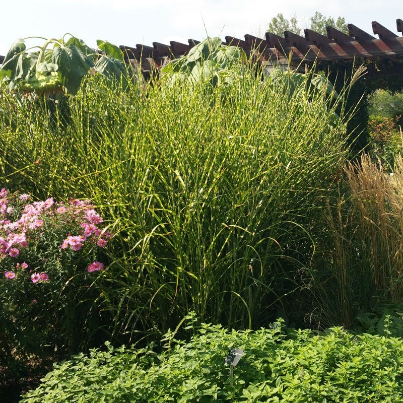 Gold Breeze Miscanthus Grass - Image 2