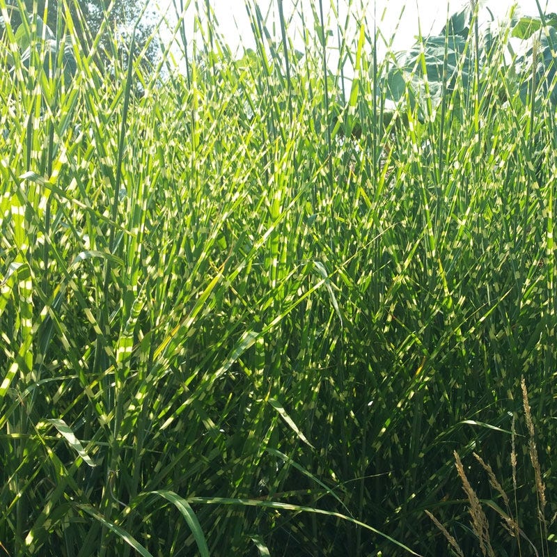 Gold Breeze Miscanthus Grass - Image 4