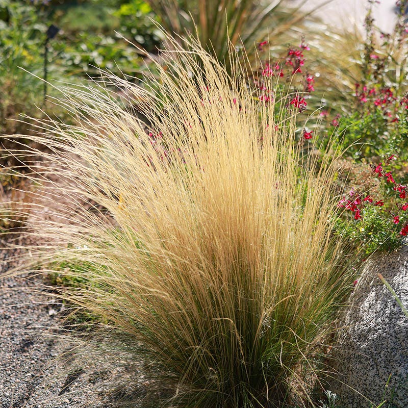 Silky Thread Grass - Image 2