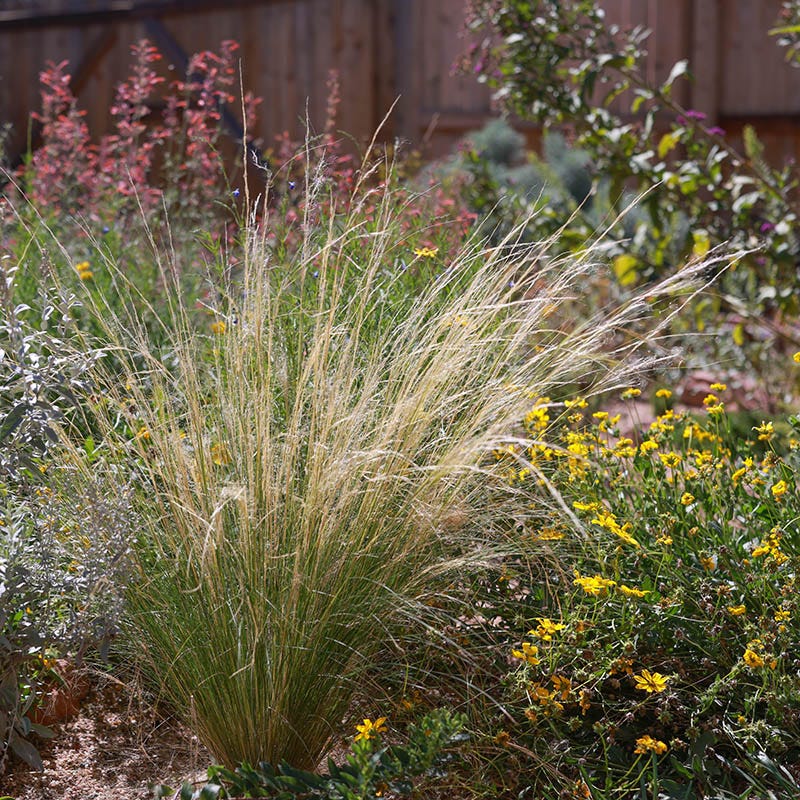 Silky Thread Grass - Image 3