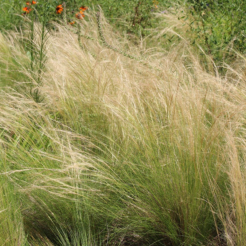Blowin' In The Wind Collection - Image 5