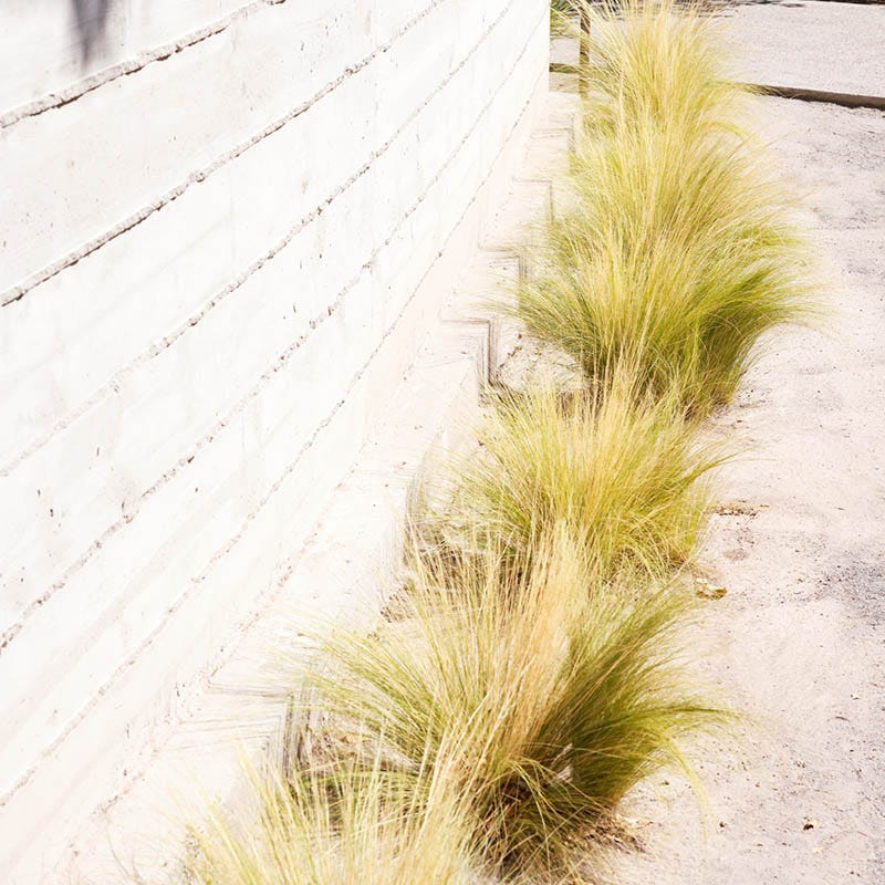 Silky Thread Grass - Image 5