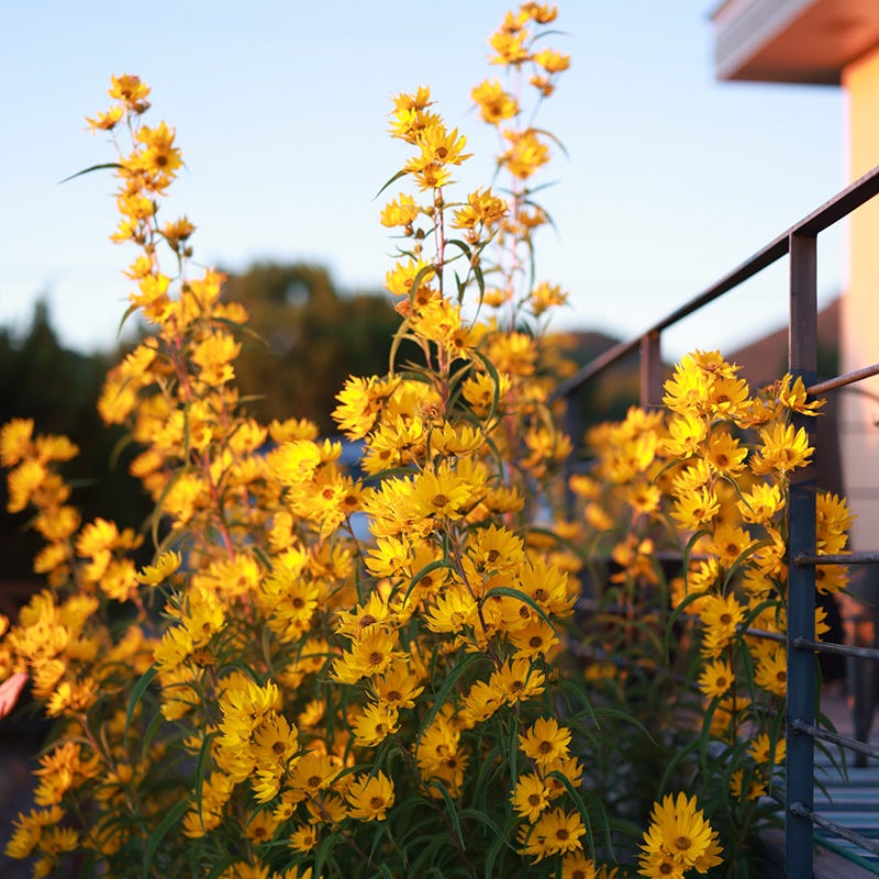 Native Intermountain West Songbird Pre-Planned Garden - Image 10