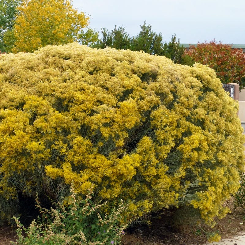 Native Intermountain West Songbird Pre-Planned Garden - Image 16
