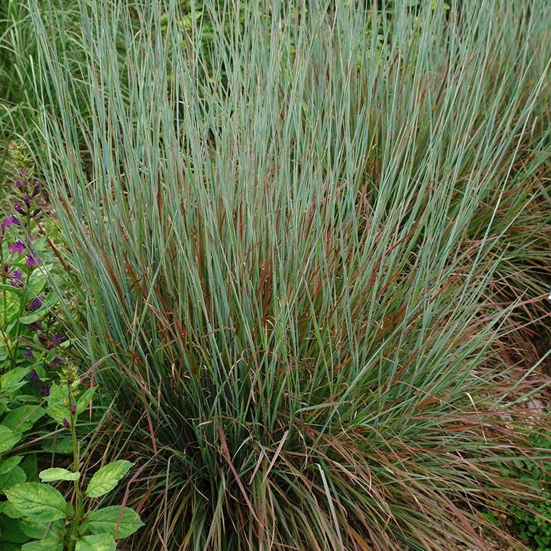 Native Intermountain West Songbird Pre-Planned Garden - Image 18