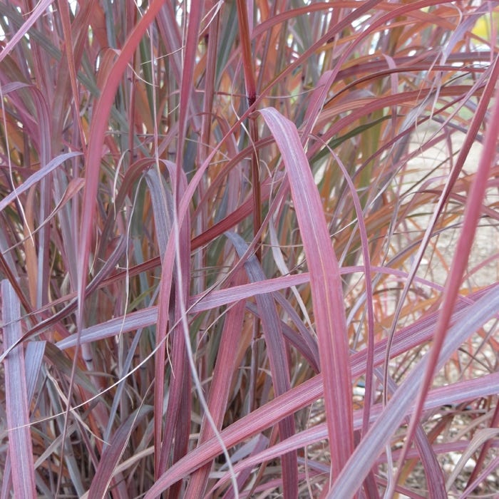 Native Midwest Songbird Pre-Planned Garden - Image 10