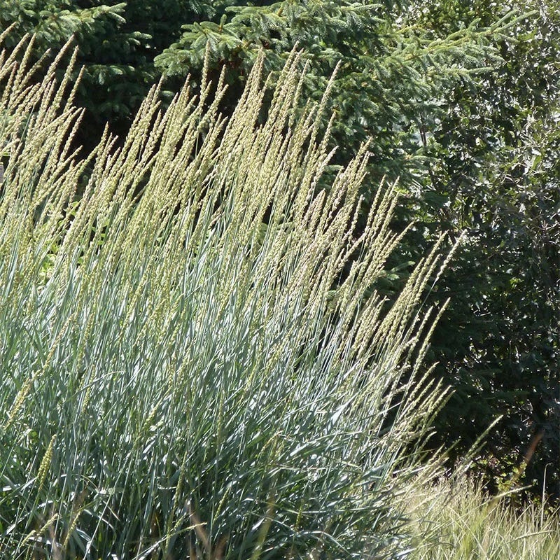 Native Midwest Songbird Pre-Planned Garden - Image 12