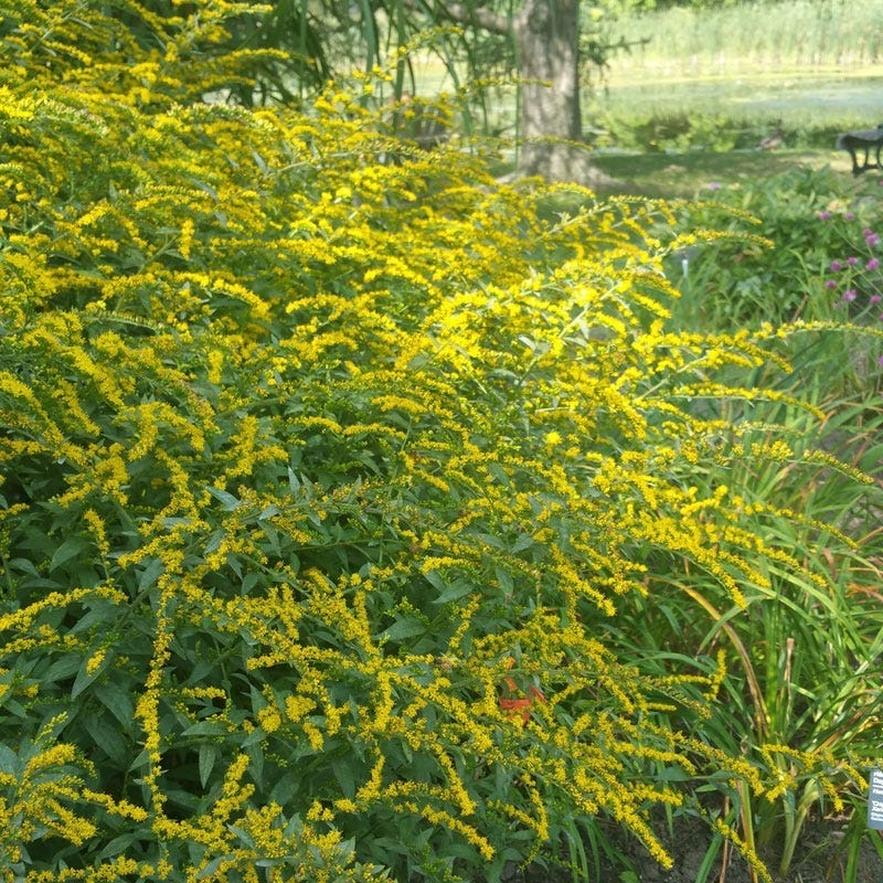 Native Northeast Songbird Pre-Planned Garden - Image 5