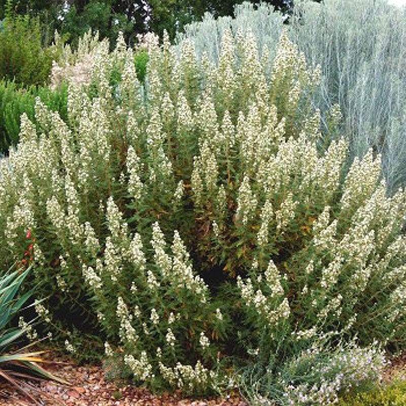Habitat Shrub Collection For The West - Image 4