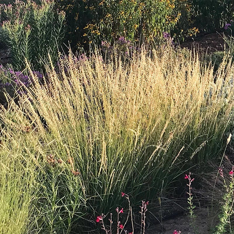Native Southwest Songbird Pre-Planned Garden - Image 18