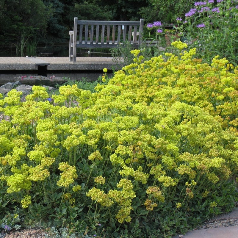 Native Southwest Songbird Pre-Planned Garden - Image 7