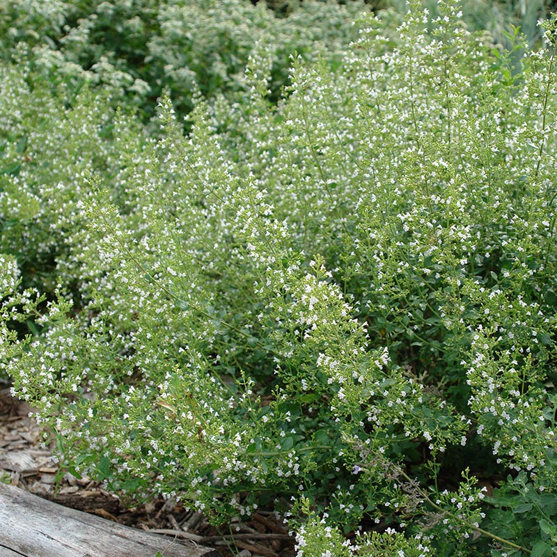 White Cloud Calamintha - Image 3
