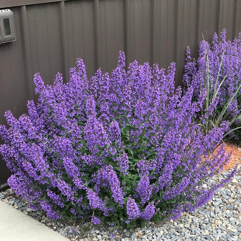 Walker's Low Nepeta - Image 2