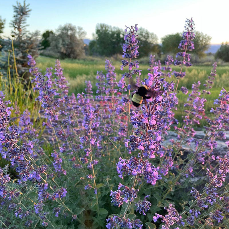 Walker's Low Nepeta - Image 3