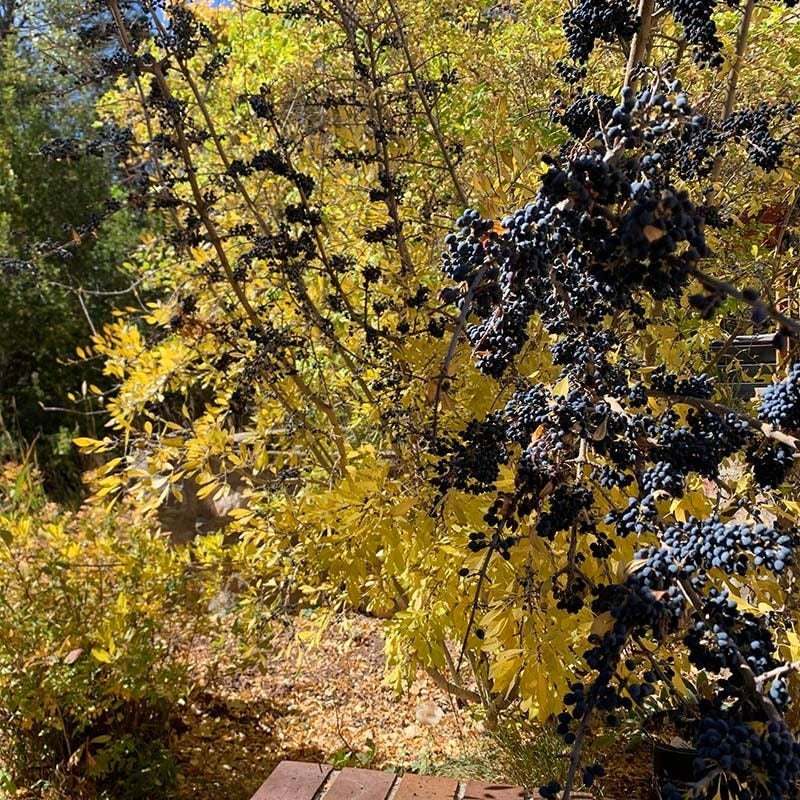 Native Intermountain West Songbird Pre-Planned Garden - Image 9