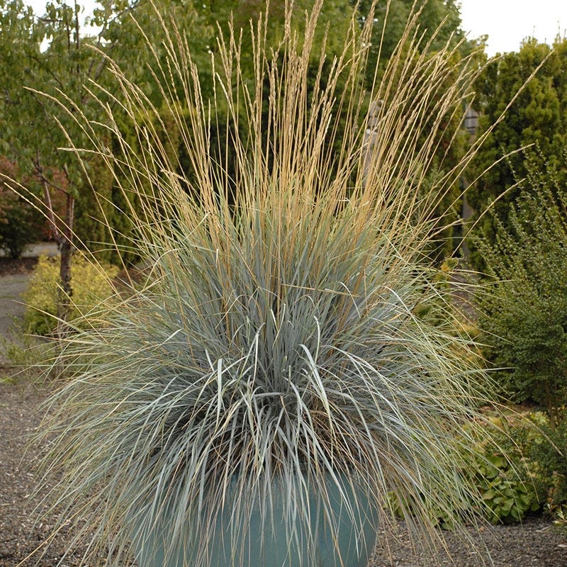 Blue Oat Grass - Image 2