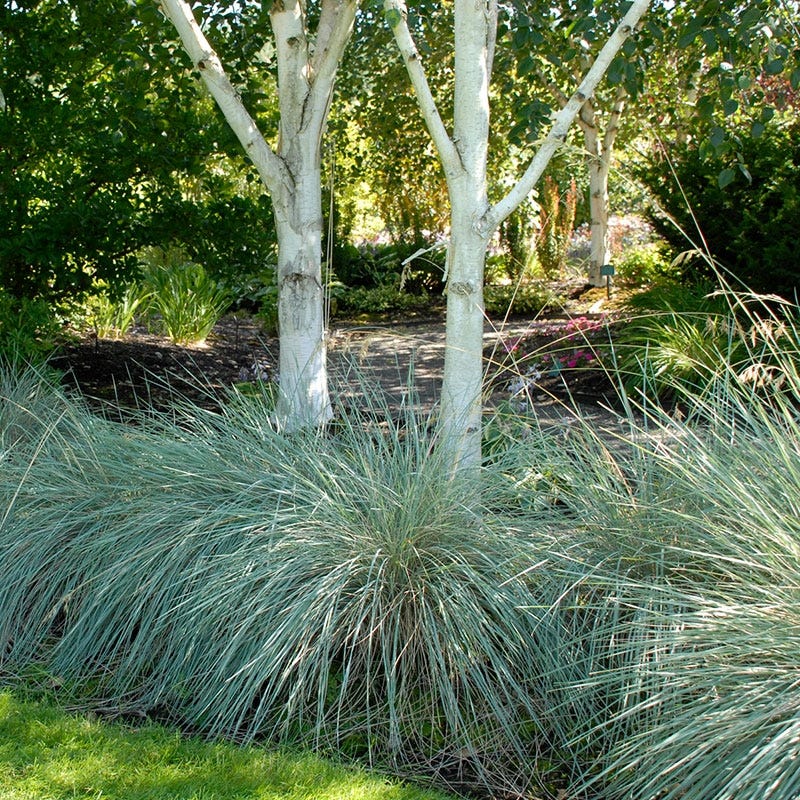 Blue Oat Grass - Image 3
