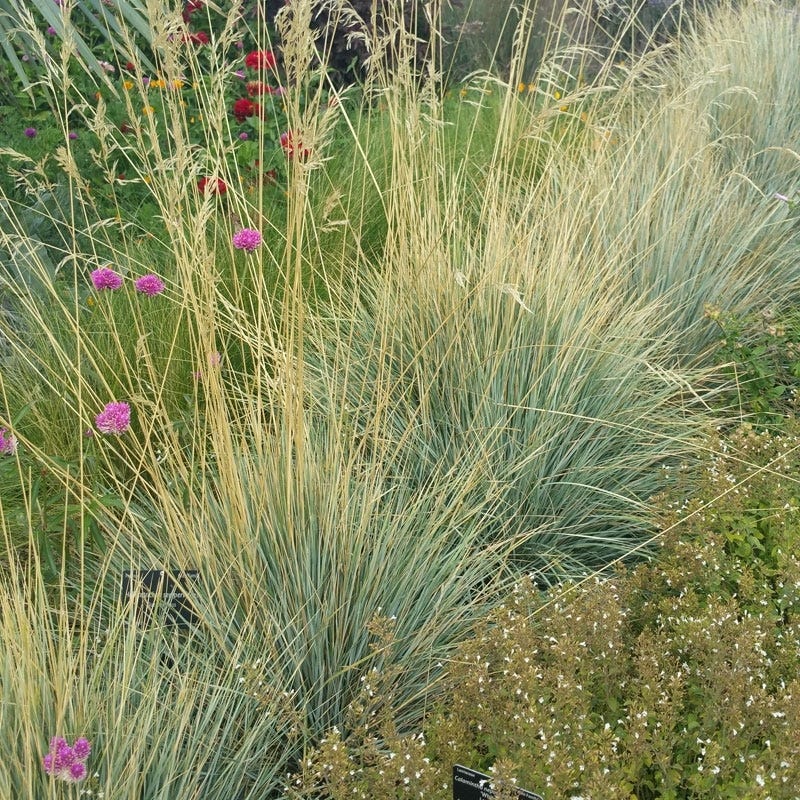 Blue Oat Grass - Image 4