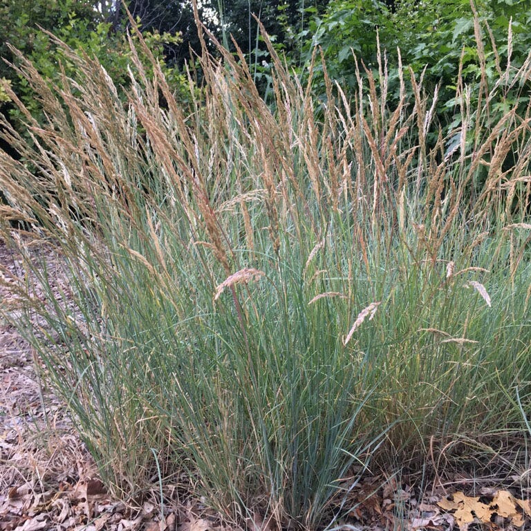 Mini Oat Grass (Poa) - Image 2